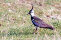 Lapwing, Northern LapwingÃÂ in the grassÃÂ Vanellus vanellusÃÂ Peewit